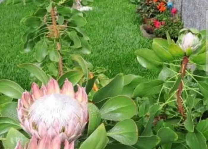 Prázdninový dům Casa Ventura Arco da Calheta (Madeira)