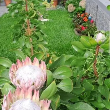 Σπίτι διακοπών Casa Ventura Arco da Calheta (Madeira)